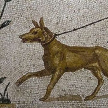Σκύλοι, φίδια, πίθηκοι και φέρετ: Τα κατοικίδια των αρχαίων Ελλήνων.