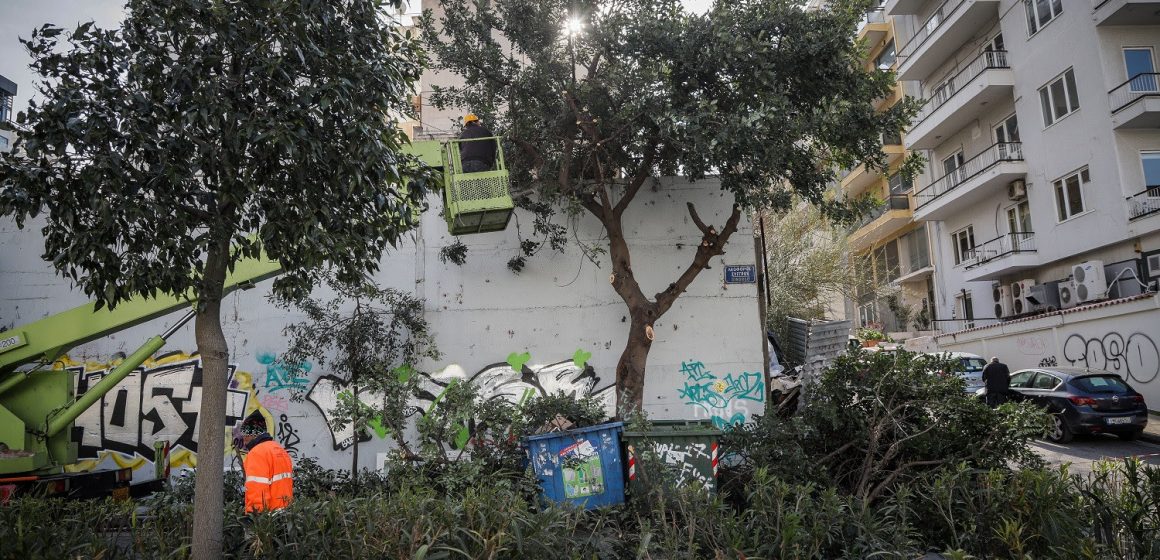 Έντομο προκαλεί μεγάλα προβλήματα σε δέντρα στην Αθήνα
