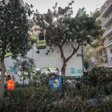 Έντομο προκαλεί μεγάλα προβλήματα σε δέντρα στην Αθήνα