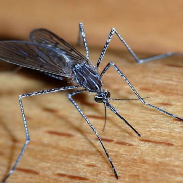 Δήμος Γαλατσίου : Ξεκίνησε το πρόγραμμα καταπολέμησης κουνουπιών